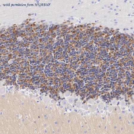 HUABIO HA610272 image 3