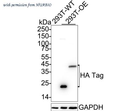 HUABIO HA610320 image 1