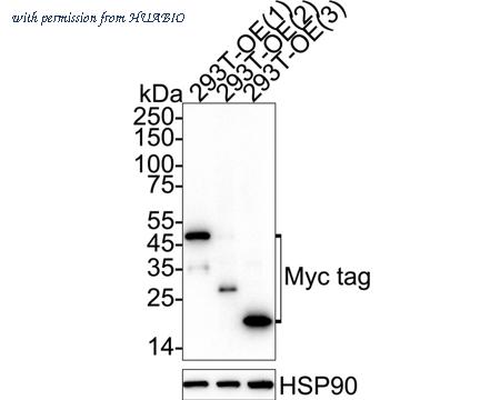 HUABIO HA610343 image 1