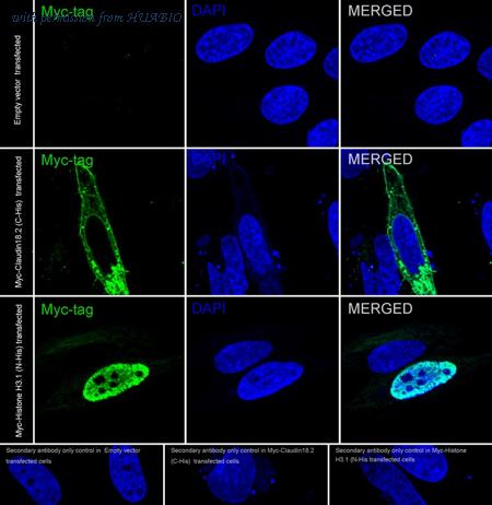 HUABIO HA610343 image 2