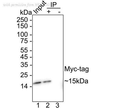 HUABIO HA610343 image 3