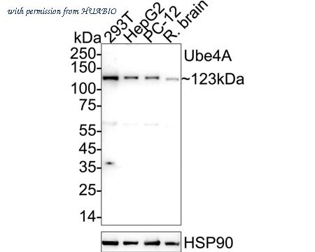 HUABIO HA720004 image 1