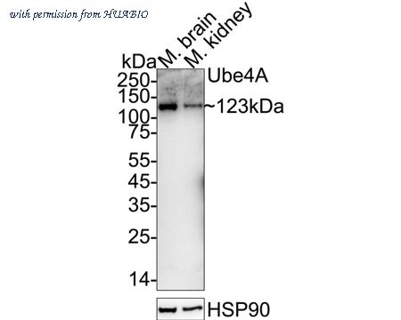 HUABIO HA720004 image 2