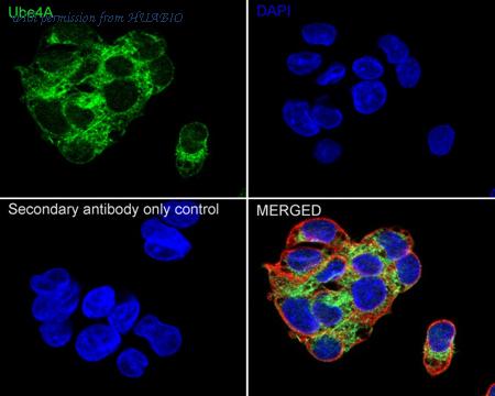 HUABIO HA720004 image 3