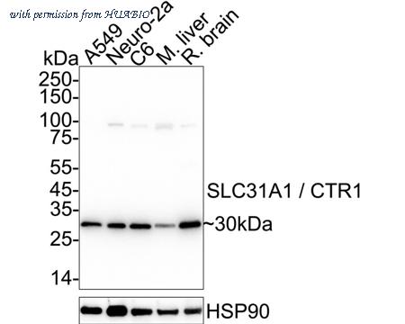 HUABIO HA720005 image 1