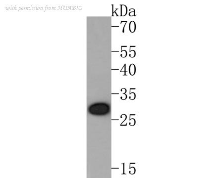 HUABIO HA720016 image 1