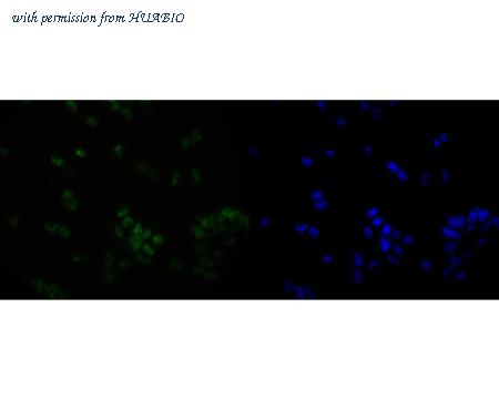 HUABIO HA720016 image 2