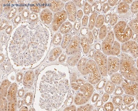 HUABIO HA720016 image 3