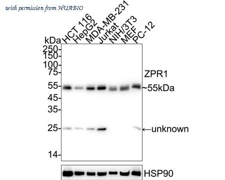 HUABIO HA720026 image 1