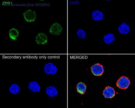 HUABIO HA720026 image 2