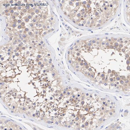 HUABIO HA720026 image 3