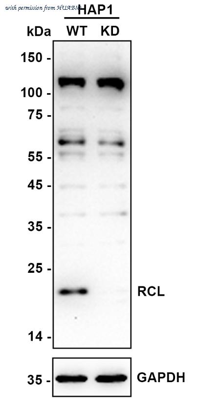 HUABIO HA720027 image 1