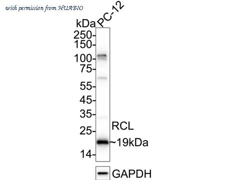 HUABIO HA720027 image 2
