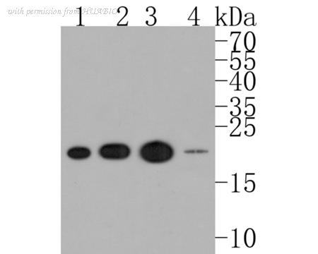 HUABIO HA720027 image 3