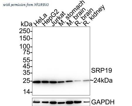 HUABIO HA720028 image 1