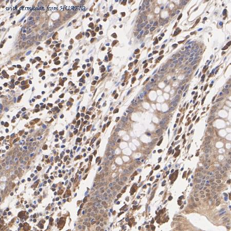 HUABIO HA720028 image 2