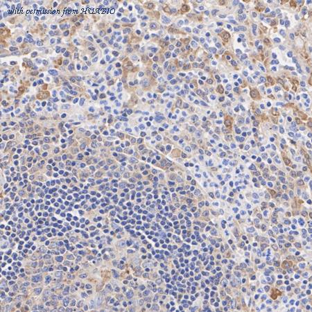 HUABIO HA720028 image 3