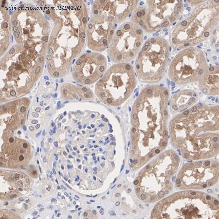 HUABIO HA720029 image 3