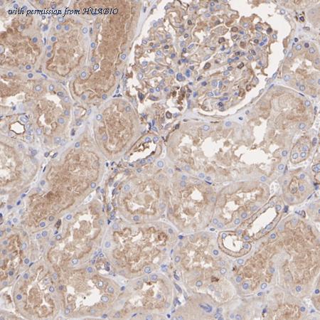 HUABIO HA720030 image 3