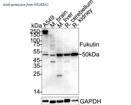 HUABIO HA720031 image 1