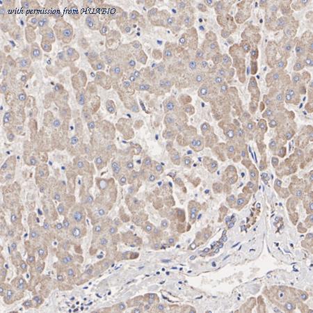 HUABIO HA720031 image 2