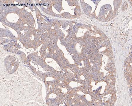 HUABIO HA720031 image 3