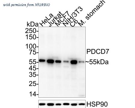 HUABIO HA720033 image 1