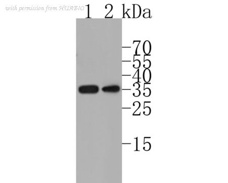 HUABIO HA720043 image 1