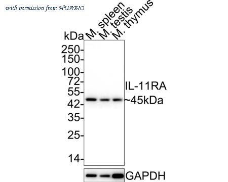 HUABIO HA720044 image 1