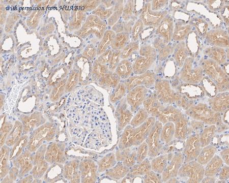 HUABIO HA720044 image 3