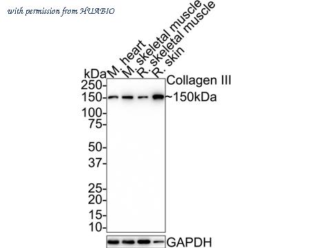 HUABIO HA720050 image 2