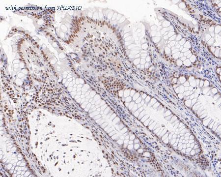 HUABIO HA720051 image 3