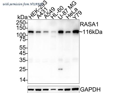 HUABIO HA720052 image 1