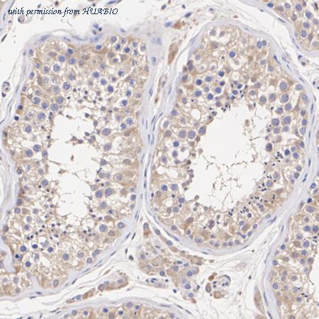 HUABIO HA720053 image 3