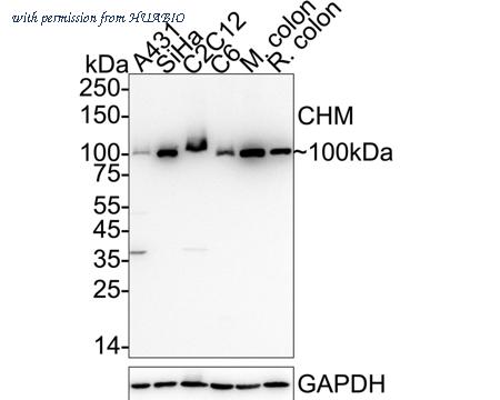 HUABIO HA720064 image 1
