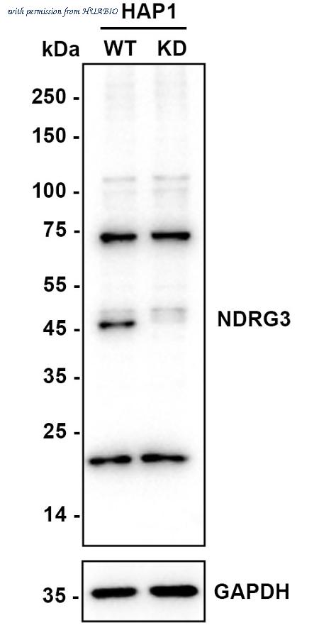 HUABIO HA720068 image 1