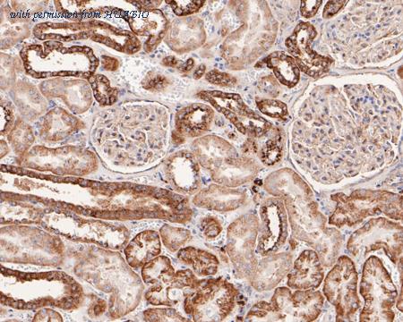 HUABIO HA720068 image 3