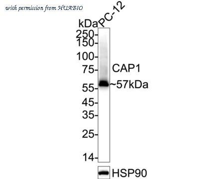 HUABIO HA720069 image 1