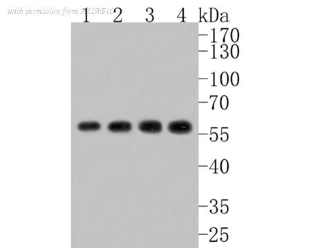 HUABIO HA720069 image 2