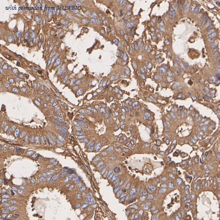 HUABIO HA720069 image 3