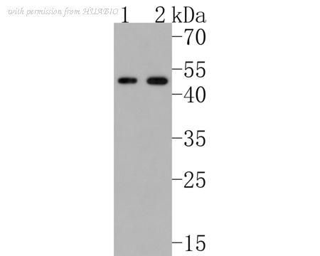 HUABIO HA720070 image 1