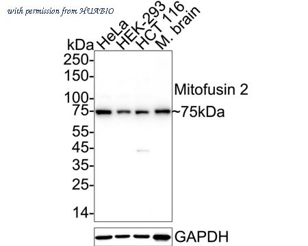 HUABIO HA720073 image 1