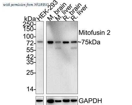 HUABIO HA720073 image 2