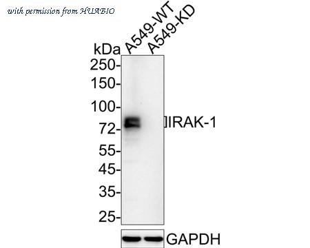 HUABIO HA720079 image 1