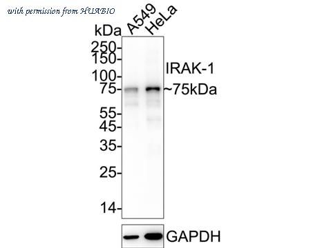 HUABIO HA720079 image 2