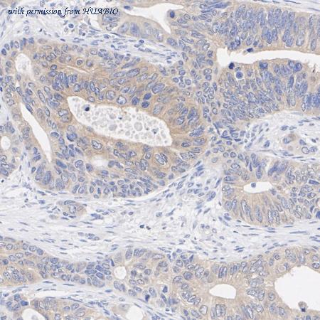 HUABIO HA720079 image 3