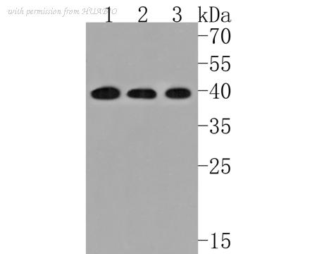 HUABIO HA720080 image 1