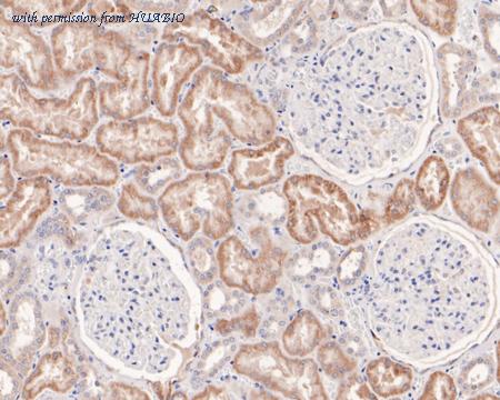 HUABIO HA720080 image 2