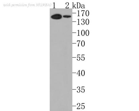 HUABIO HA720081 image 1