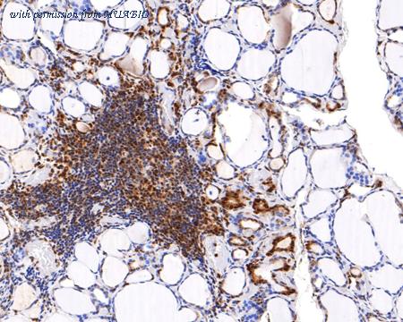 HUABIO HA720081 image 2